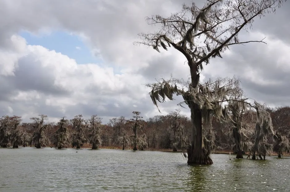 Black Bayou Lake: A First-Visit Guide
